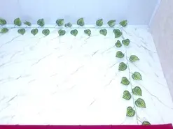 Amateur Free Porn Cam of amandacanelacm