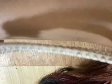 Bongacams Live Porn of Asiankitties