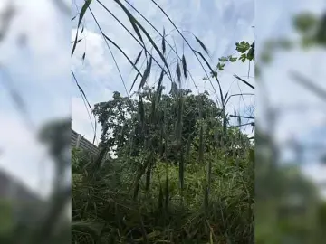 Bongacams Sex Cam of MySky23