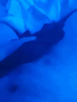 Cam4 Live Porn of Pablosarjant