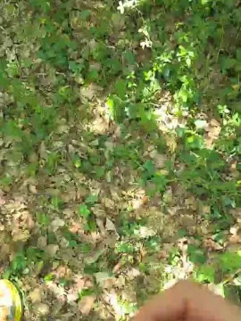 Cam4 Sex Cam of nipro838