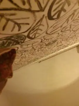 Cam4 Best Webcam of skateboarding