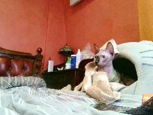 Cam4 Sex Cam of _Kamax69
