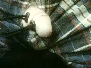 Cam4 Private Sex Chat of rob4844262481