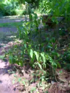 Cam4 Free Porn Cam of saarman33