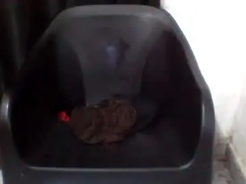 Chaturbate Free Porn Cam of nastyleya
