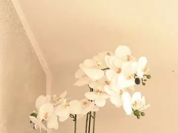 Chaturbate Adult Video Chat of cassiemiles