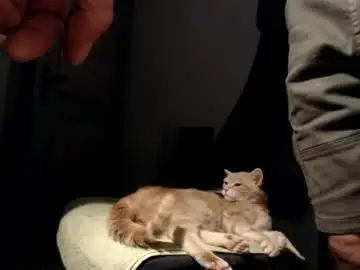 Chaturbate Live Sex Cam of lure4beef